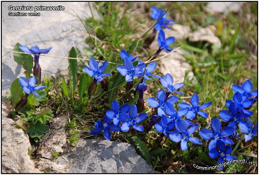 Genziana primaticcia.jpg